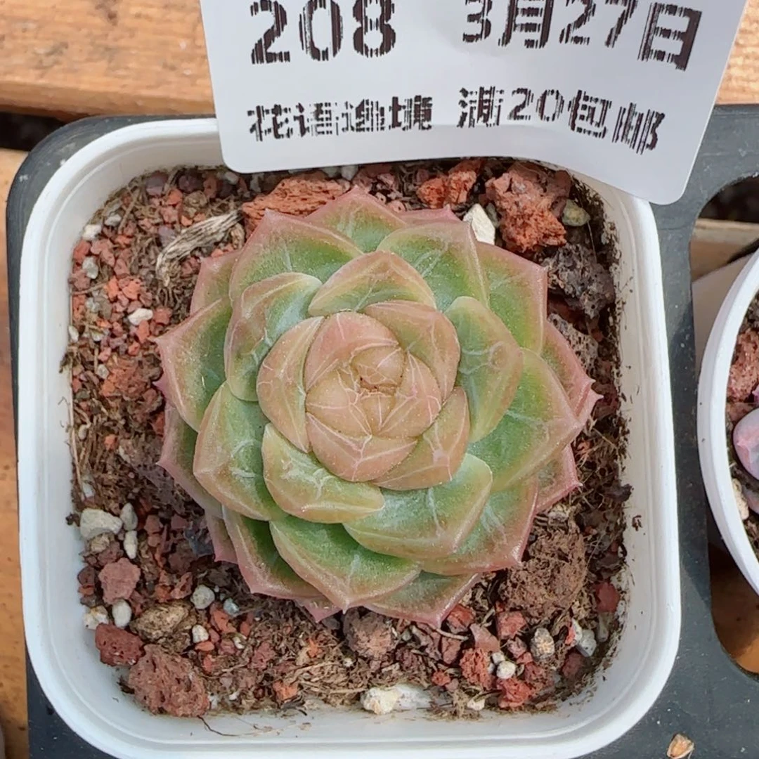 花语逸镜0327-208