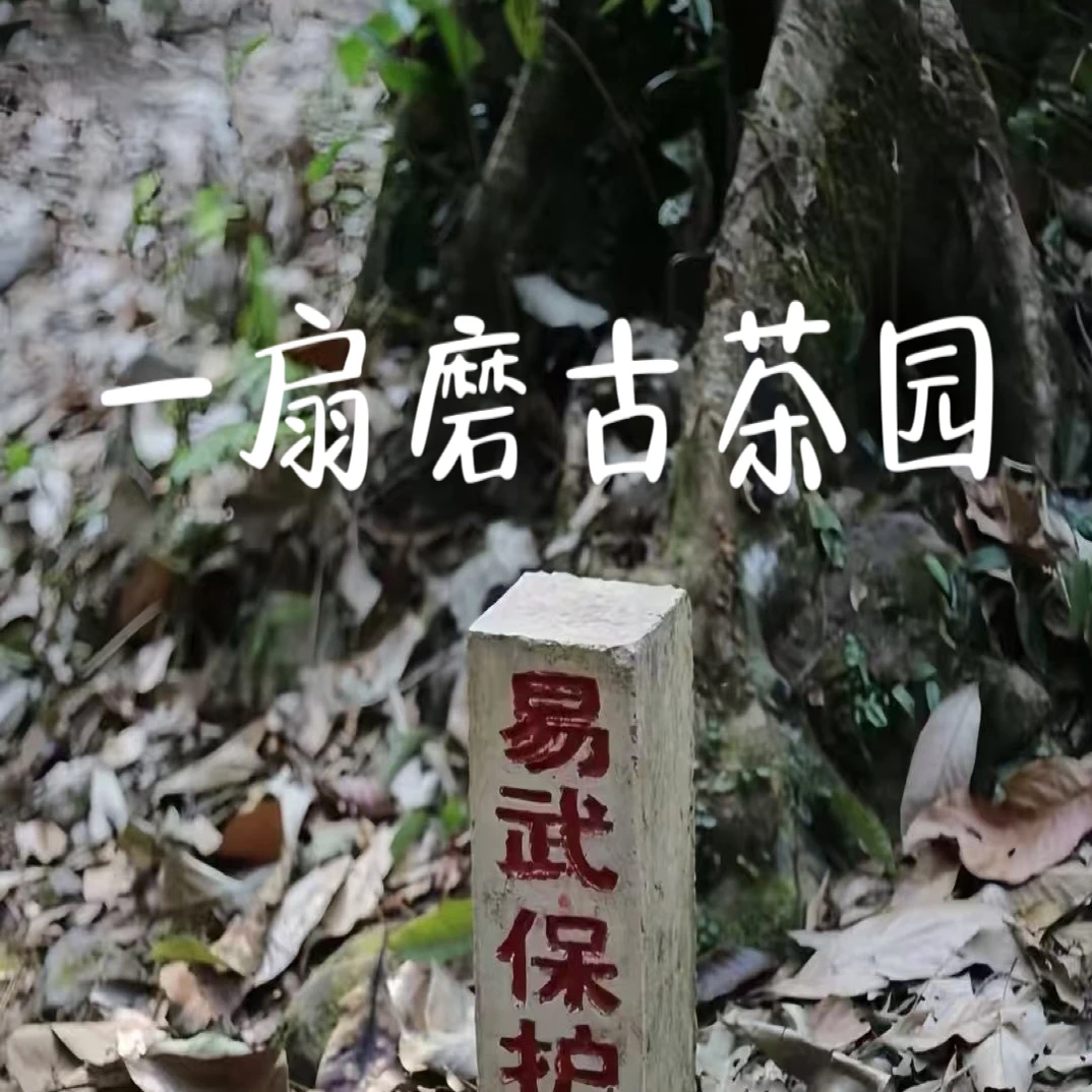 2025·【易武一扇磨】国有林保护区高甜森林韵感普洱茶生茶散茶