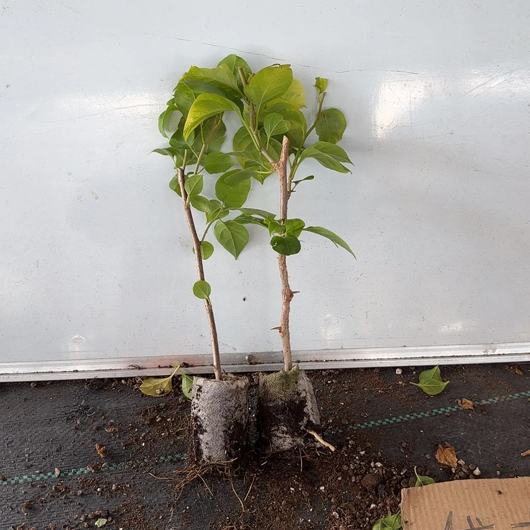 花***️无花朵两颗袋苗盲盒