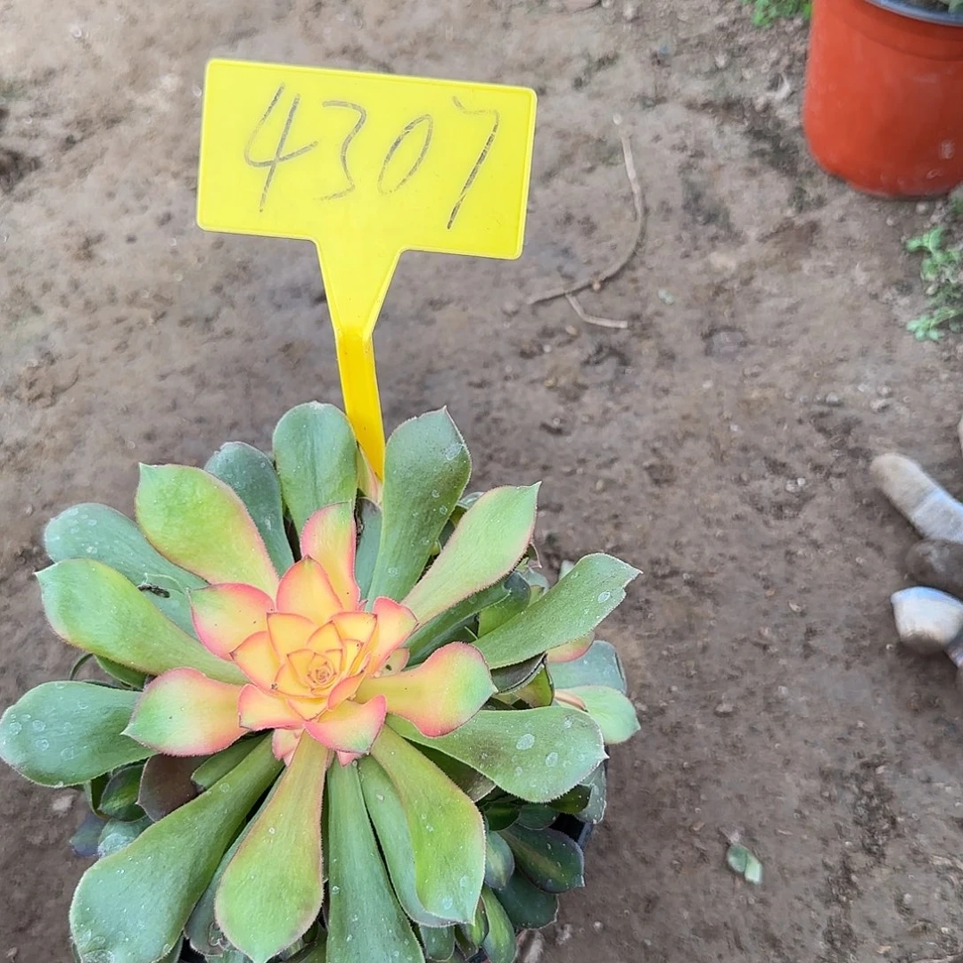 4307---冰婵多头多肉