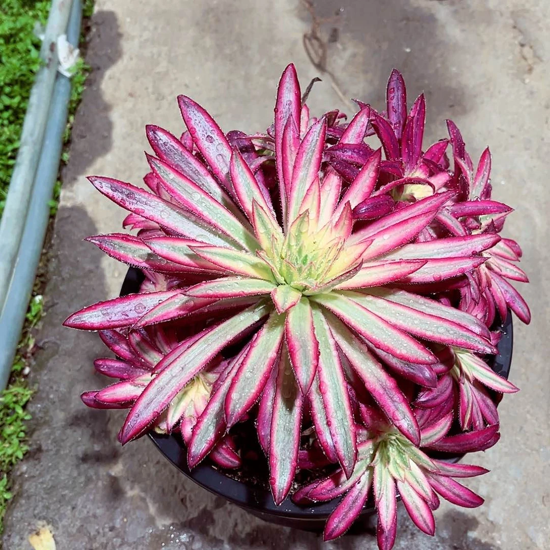 朱雀锦法师多肉植物