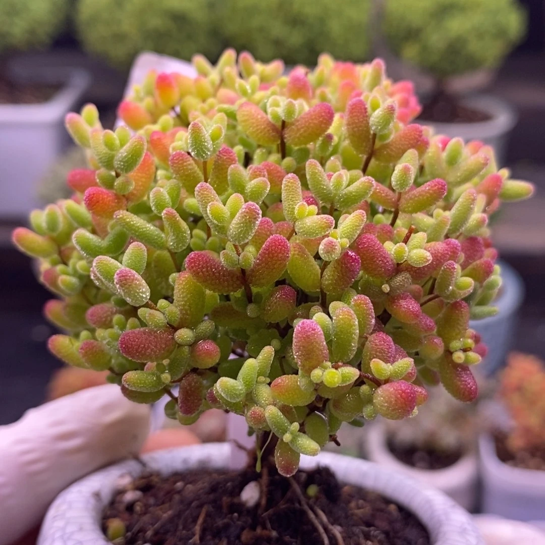 蓝***梦57蜜橘糖球。