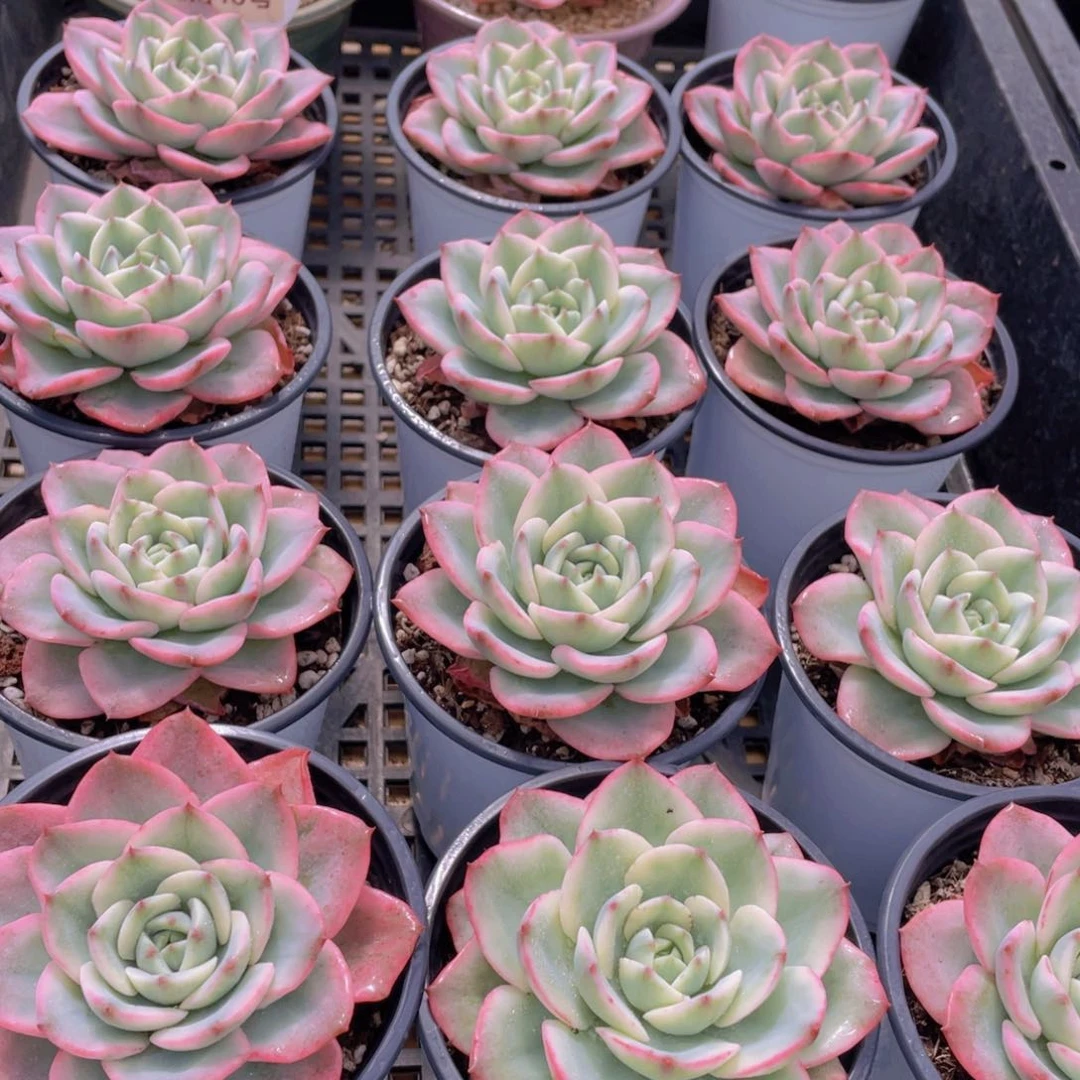 量拍48号 奶油黄桃锦单头一个带盆土