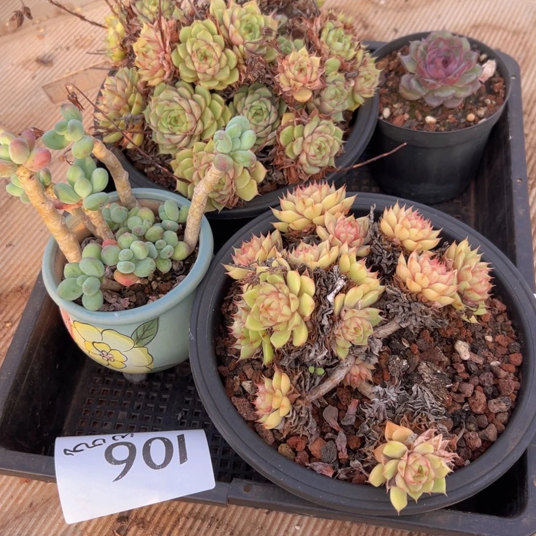 w****o106；好吃好吃v拒绝