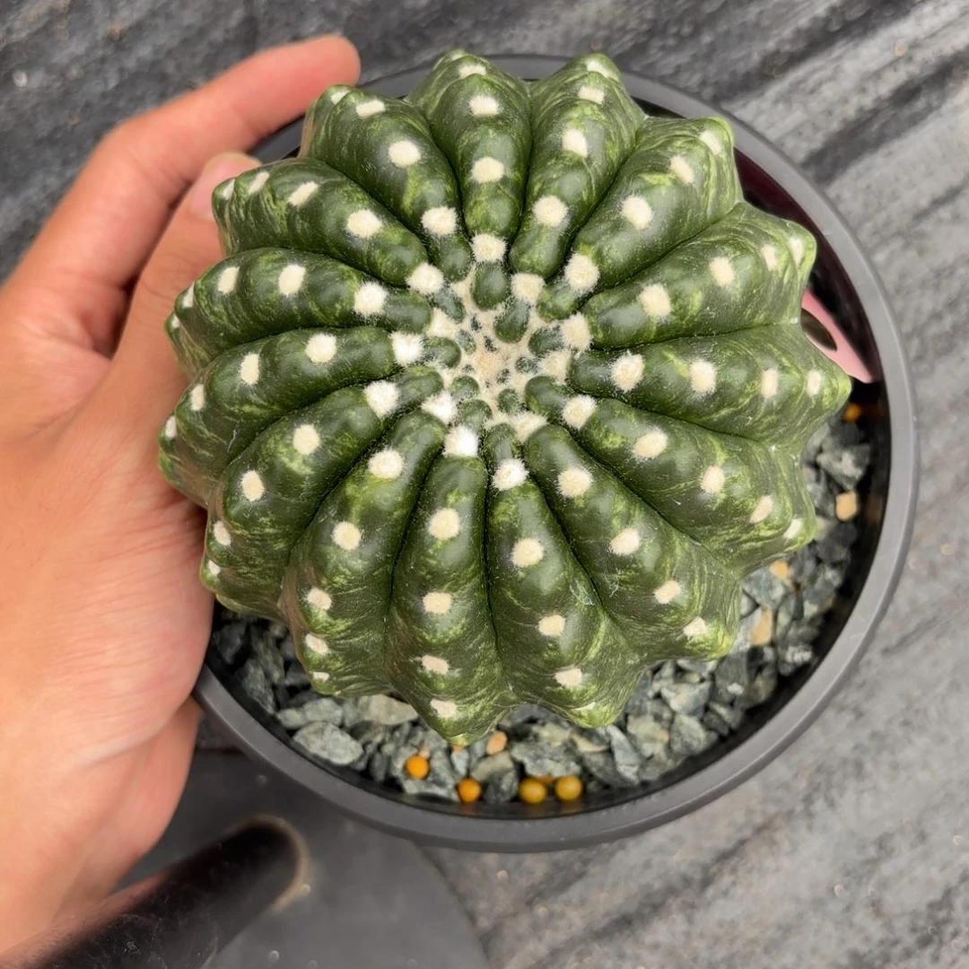 完全开放孤品级无刺宣美玉锦f