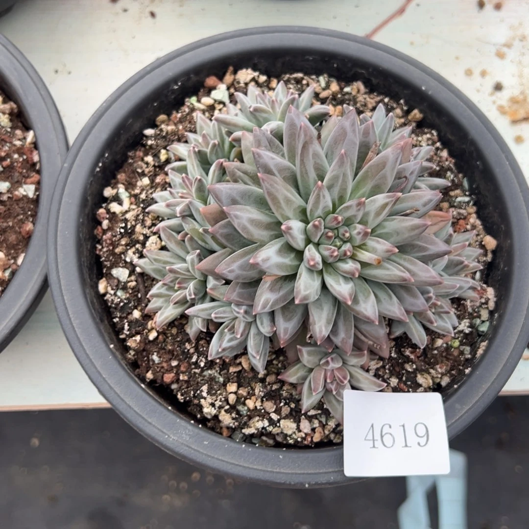 G****r4619不包整肉肉肉肉肉肉