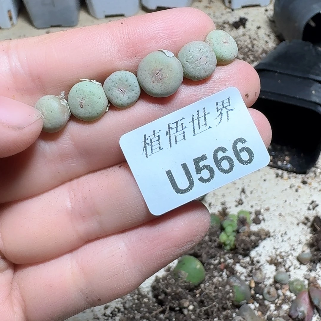 566号多肉植物哇f g