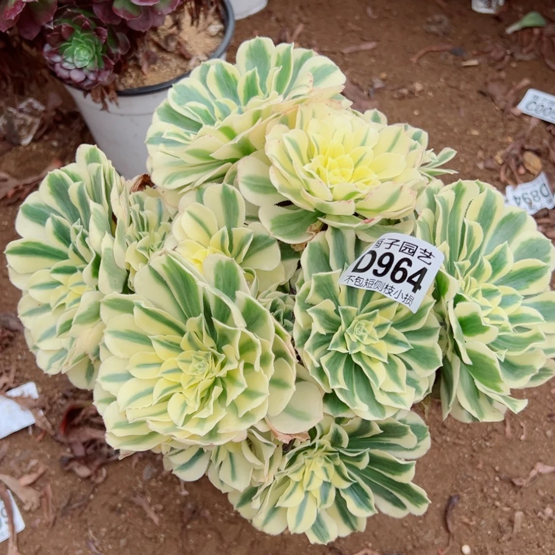 964迈巴赫雨子多肉植物