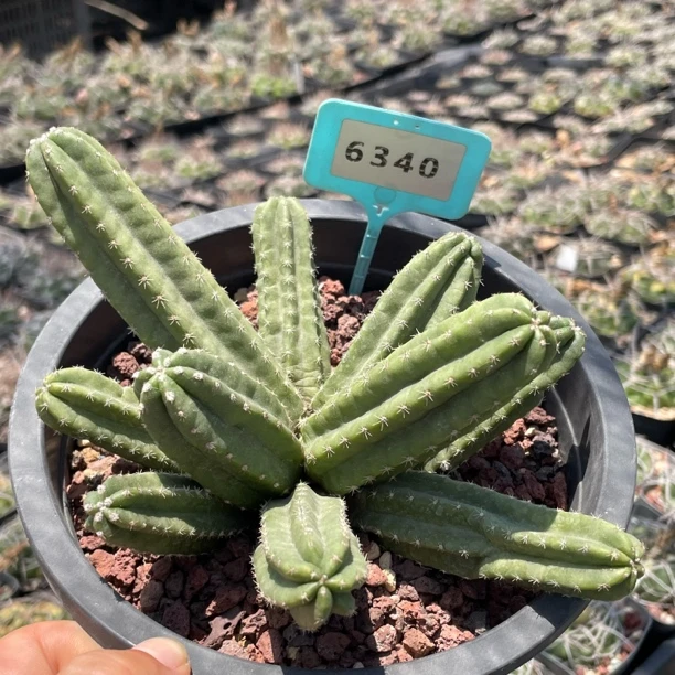 6340明虾实生仙人球