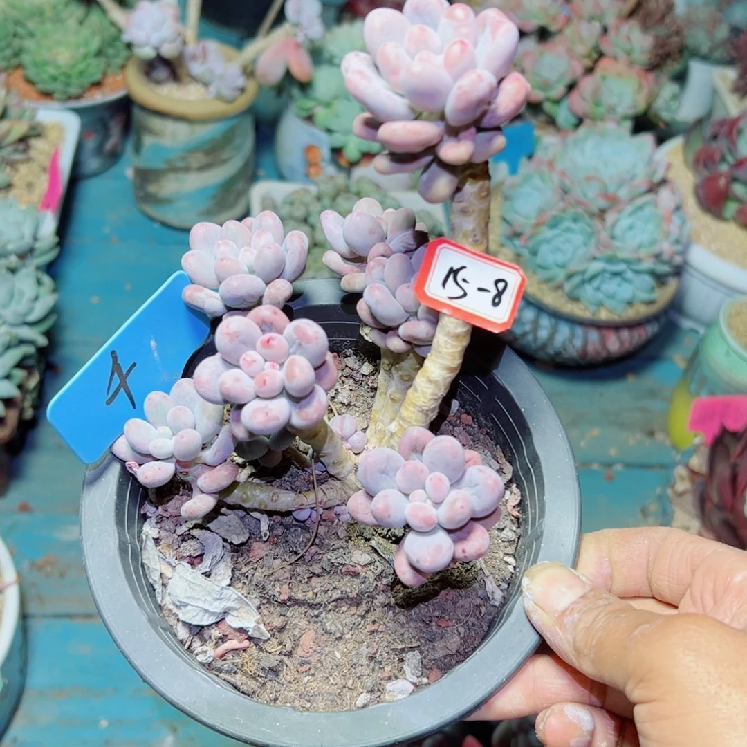 森***＊精品多肉植物老桩