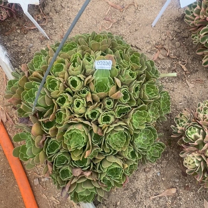 02036邀约中餐锦多肉植物