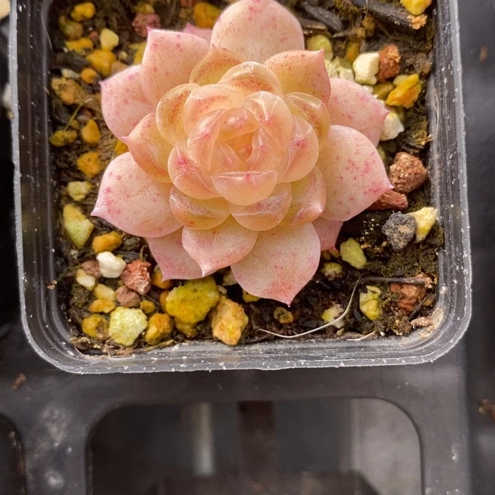 白冰 多肉 多肉 12.26