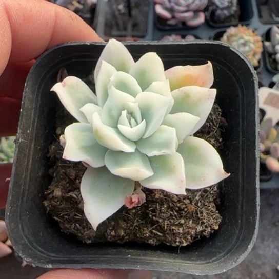 89柠檬玫瑰锦多肉植物多