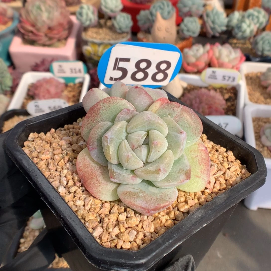 白*琛588 新春特冰玉石化