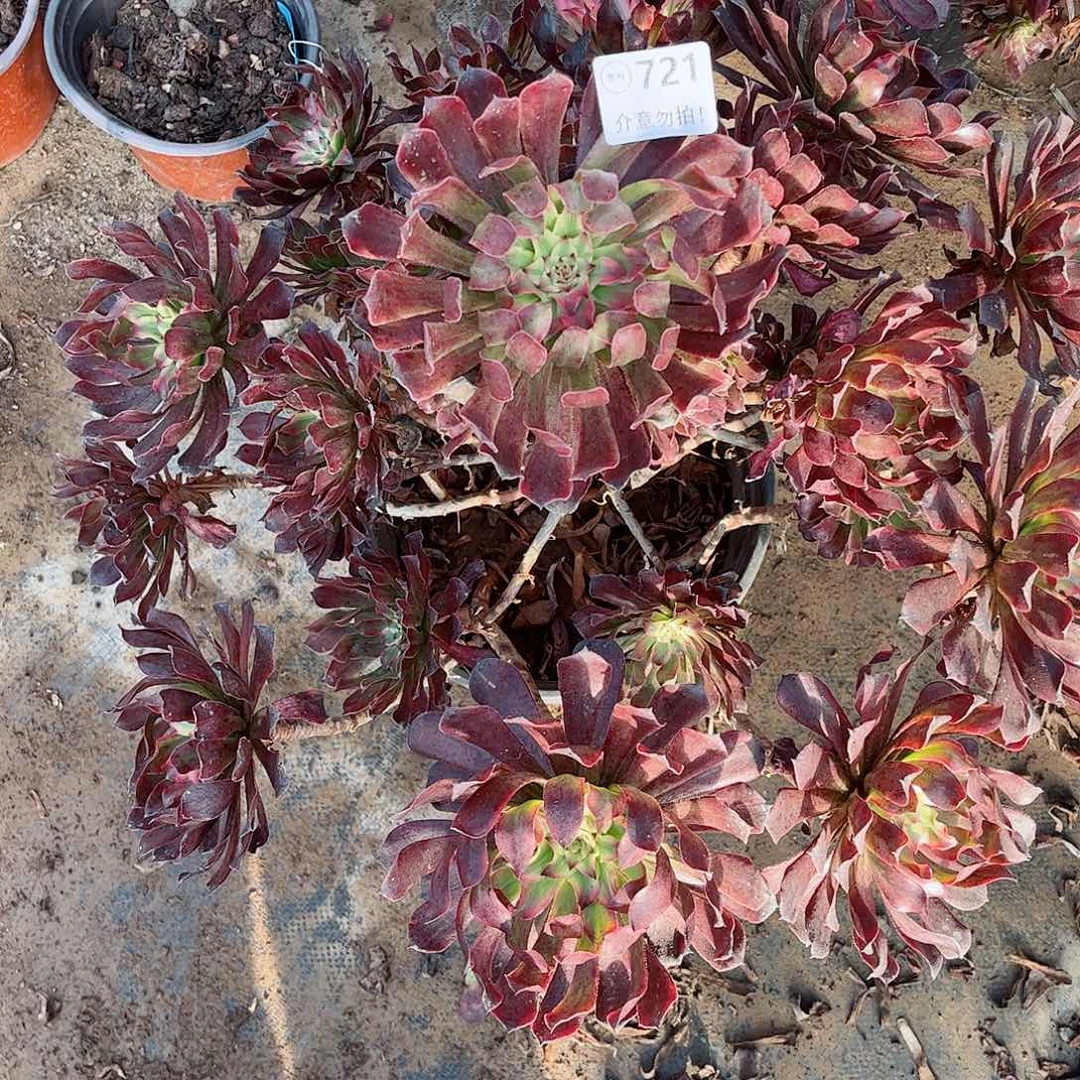 无花朵多肉植物721