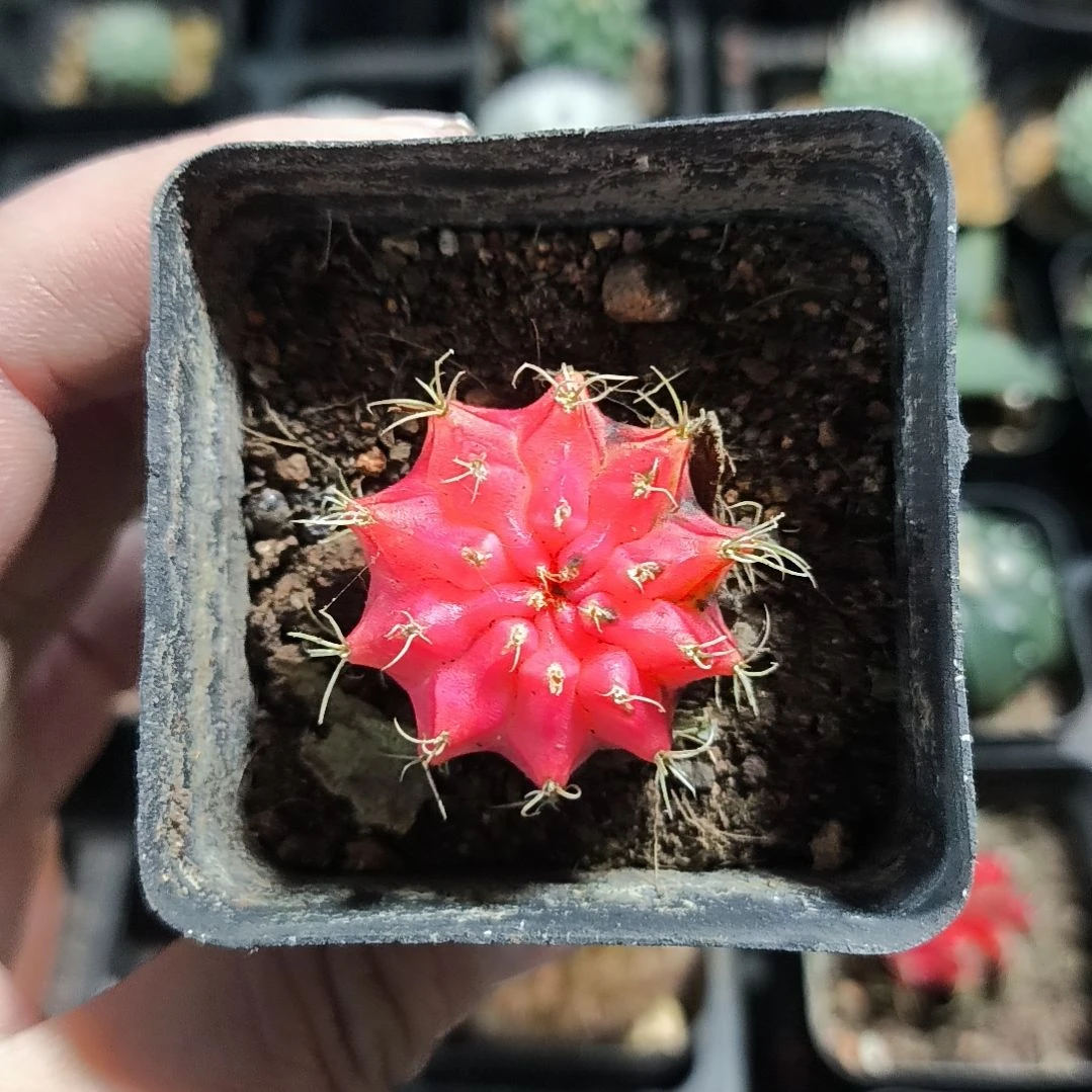 花花世界迷人眼的球球