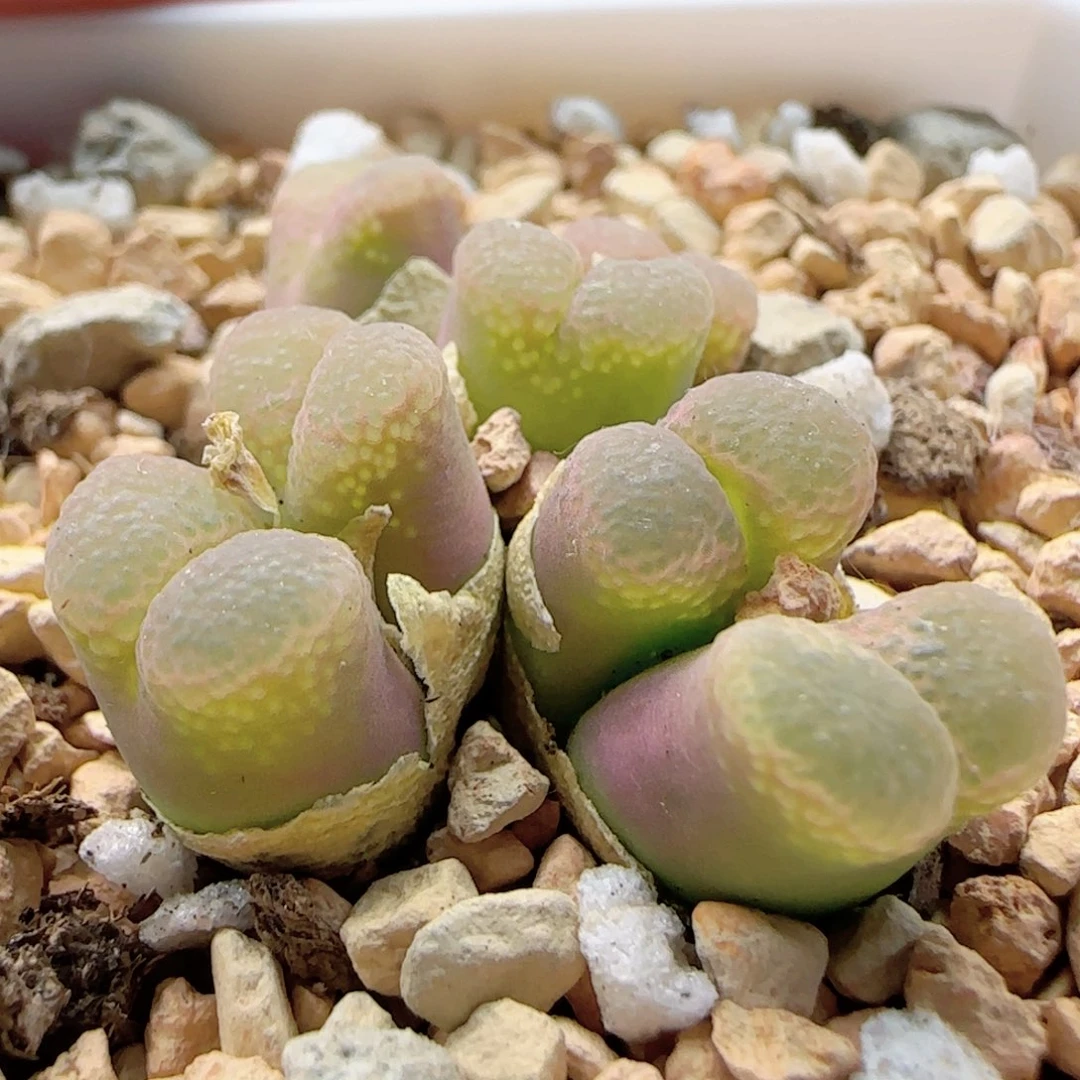 5935 大白多肉植物园