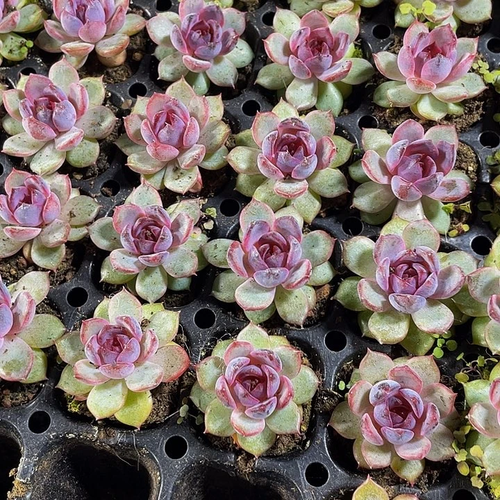 小蓝莓1.5带土发货