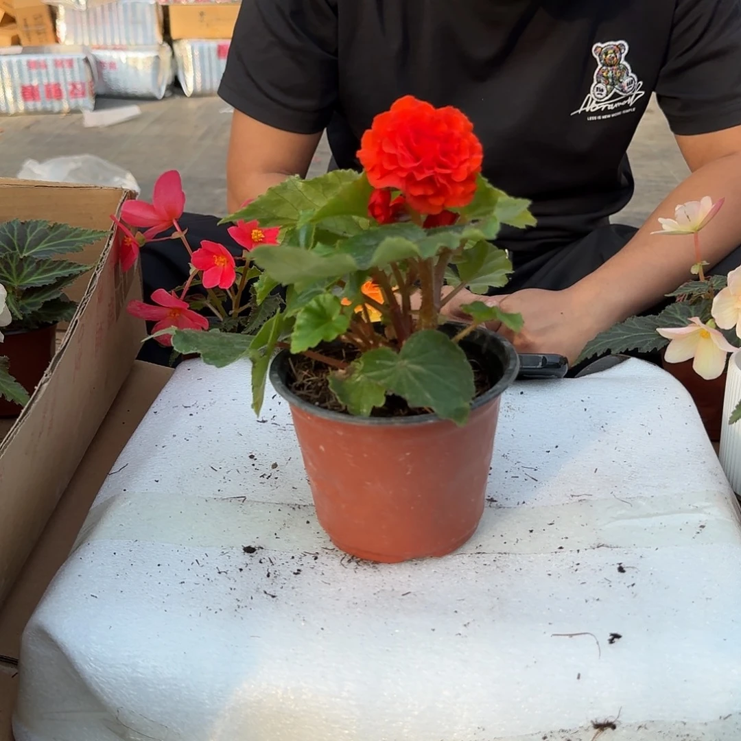 当前无花栽培后可以开花绿叶橙，不拍保温冻死不售后