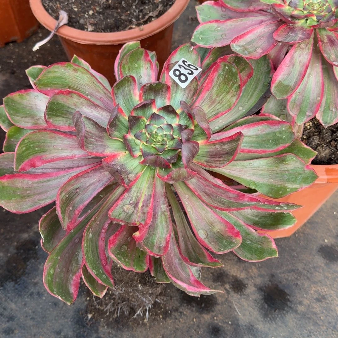 836多肉植物恶魔之眼