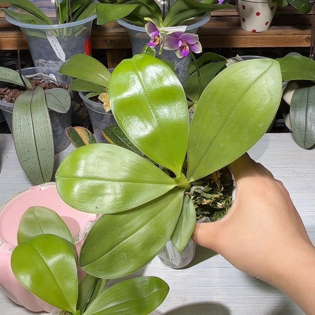 刘***哥当前无花栽培后可以开花万花筒