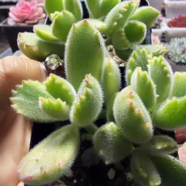 白熊两颗（满12.9包邮）