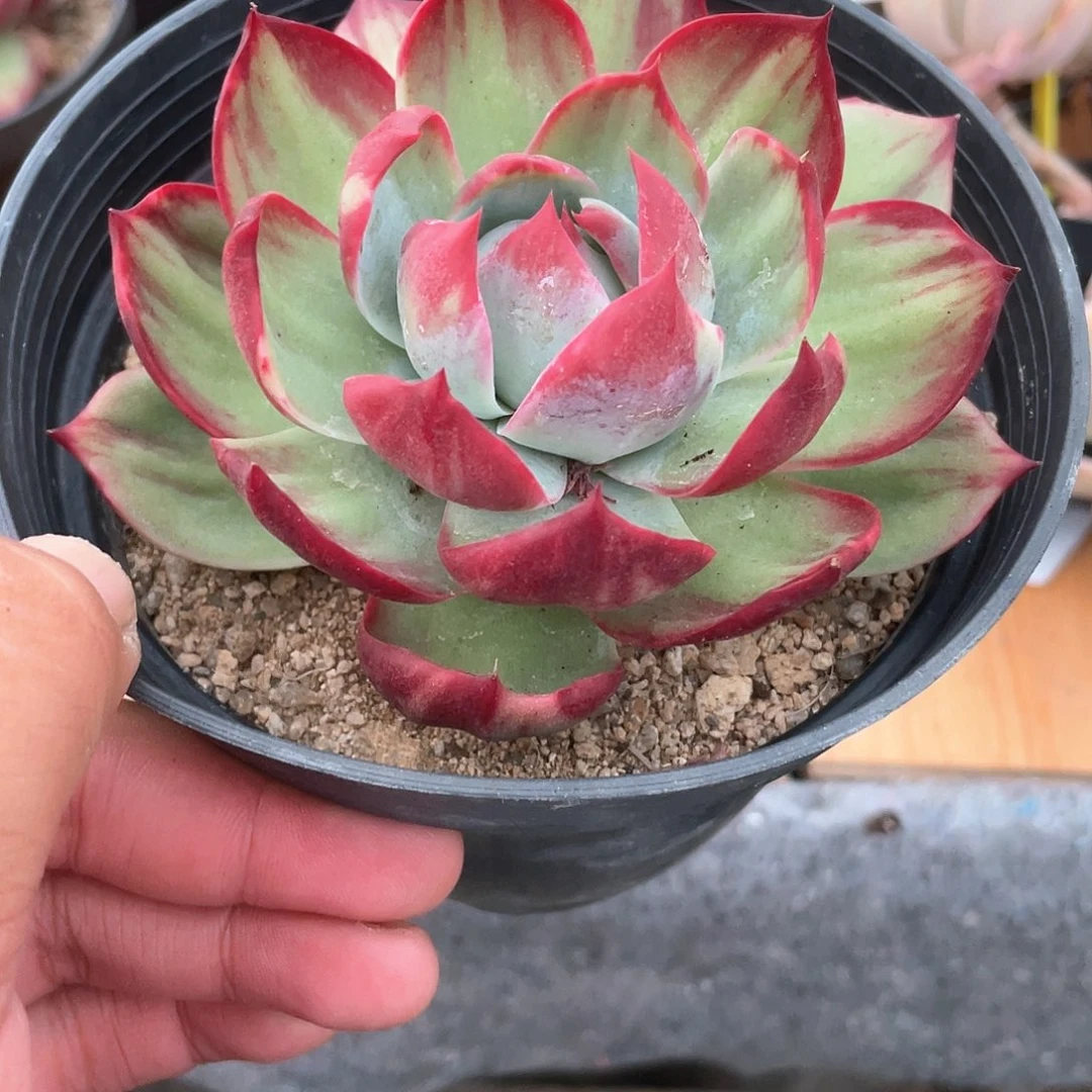 绣***阁1506  惊鸿仙子  六月六