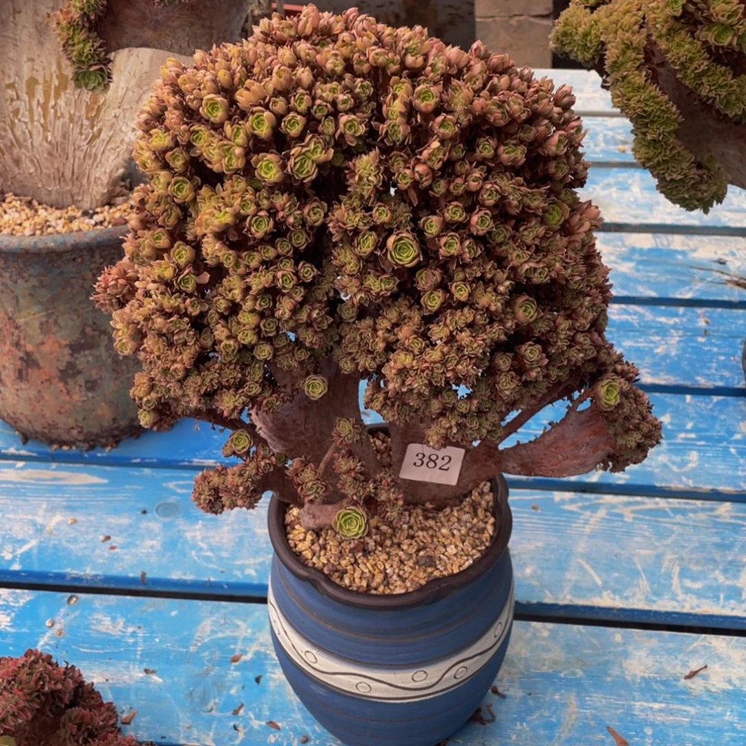 382号万圣节法师朵朵微瑕