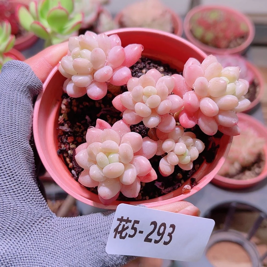 花05-293洛可可群