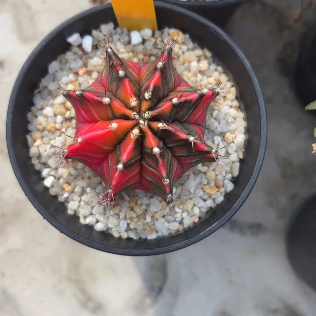 34-0104泰国发货多肉