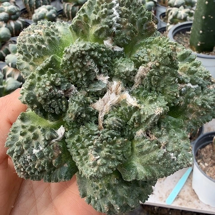 无花朵655哥斯拉牡丹