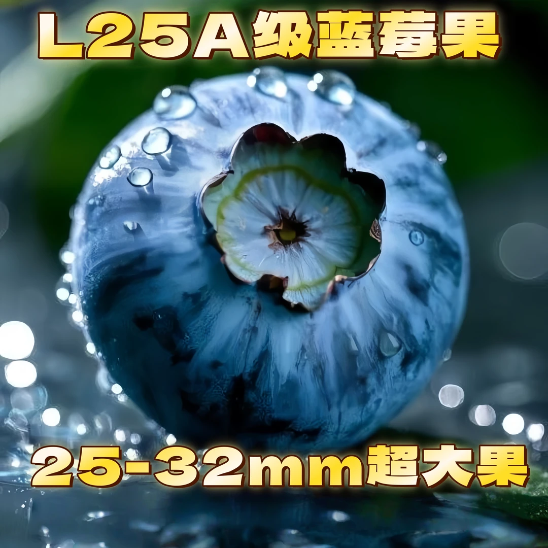 【双旦专享】云南l25花香蓝莓超大特大新鲜脆甜多汁新鲜蓝莓