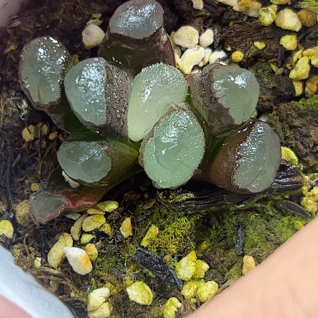 紫镜万象十二卷多肉