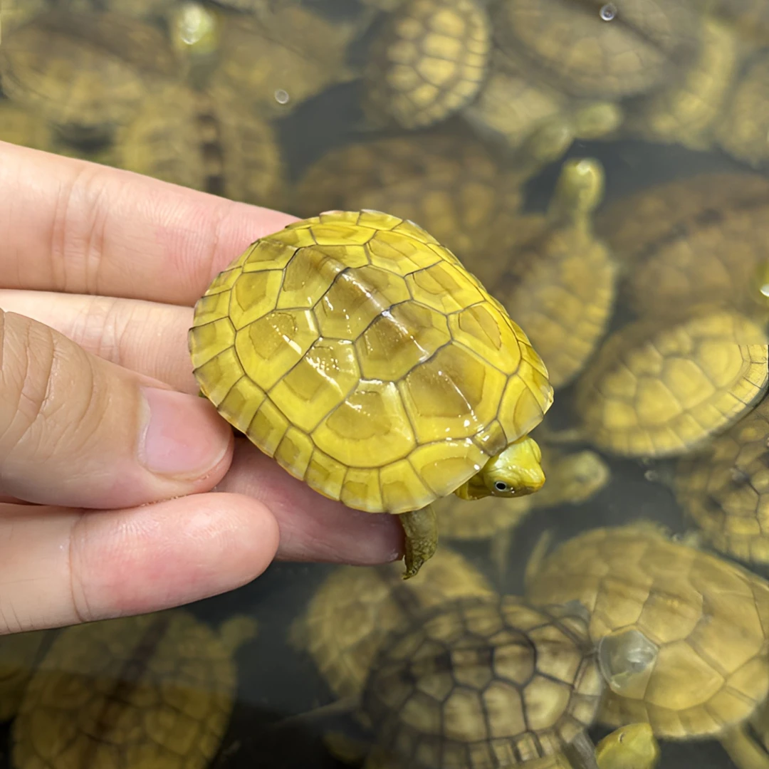 喂龟了么 人工养殖宠物龟直播间挑选观赏龟-直播专用链接