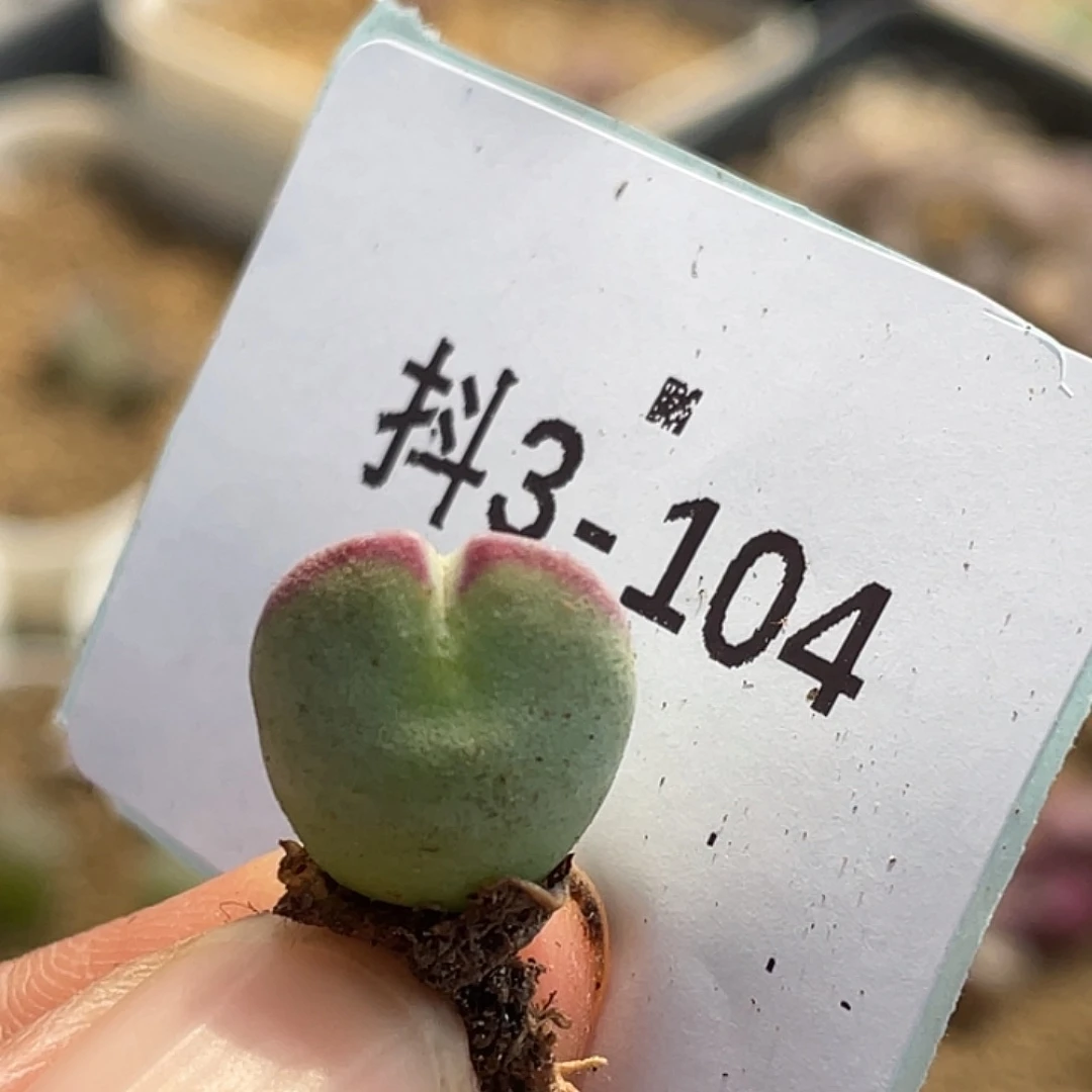 3-104白花比卡丘多肉植物