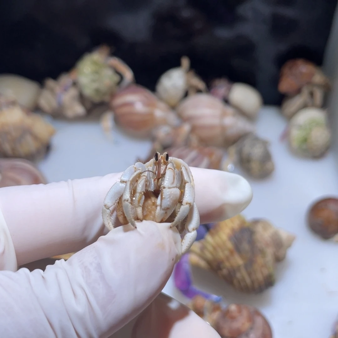 W7  孙宝专拍  紫陆1.2口