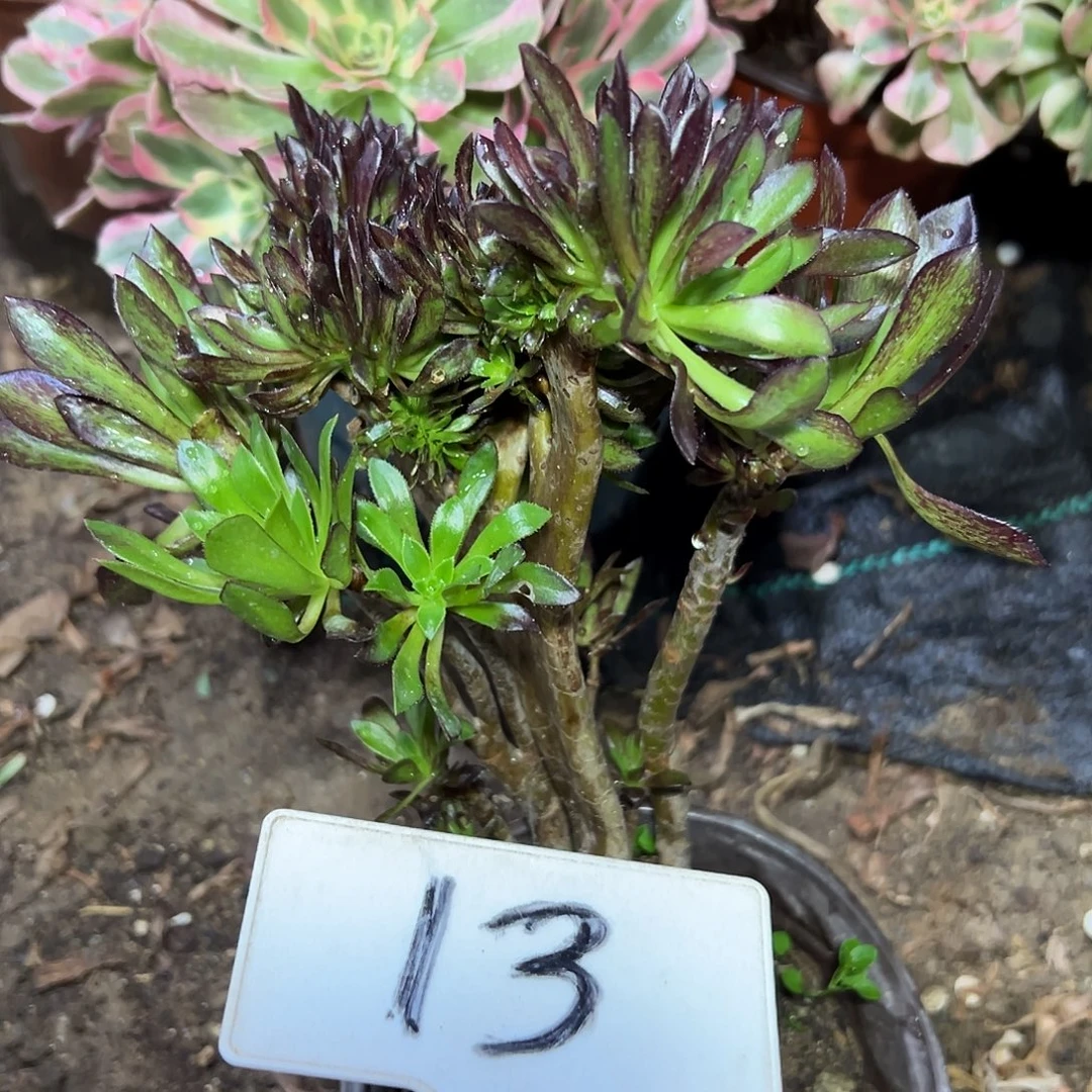 多肉植物黑法师缀花13
