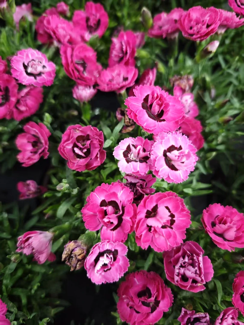 [紫色婚礼 石竹] 3盆110口径 宿根花卉四季开花多年生庭院耐寒