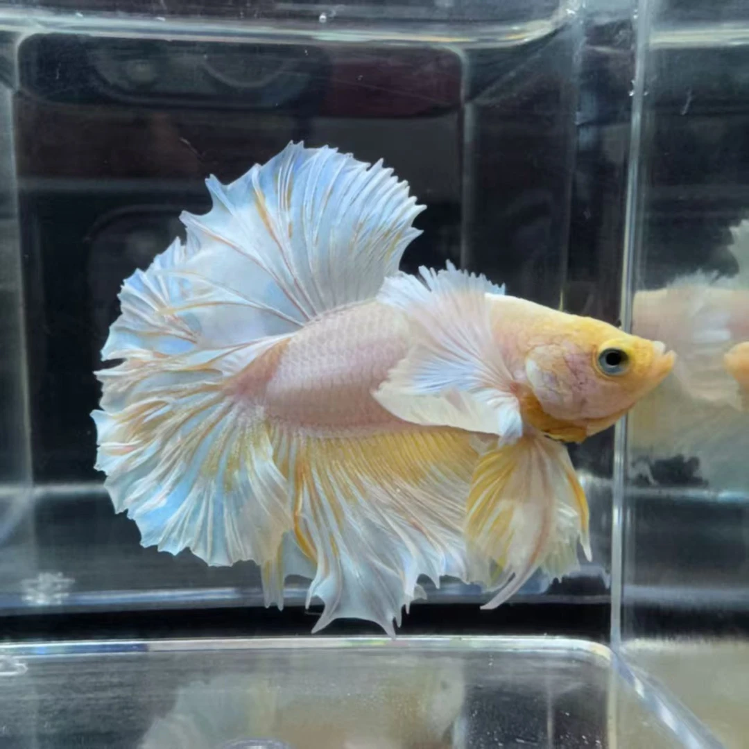 精品A15（337-360）泰国精选半月狮王斗鱼小型观赏鱼（直播间挑鱼）