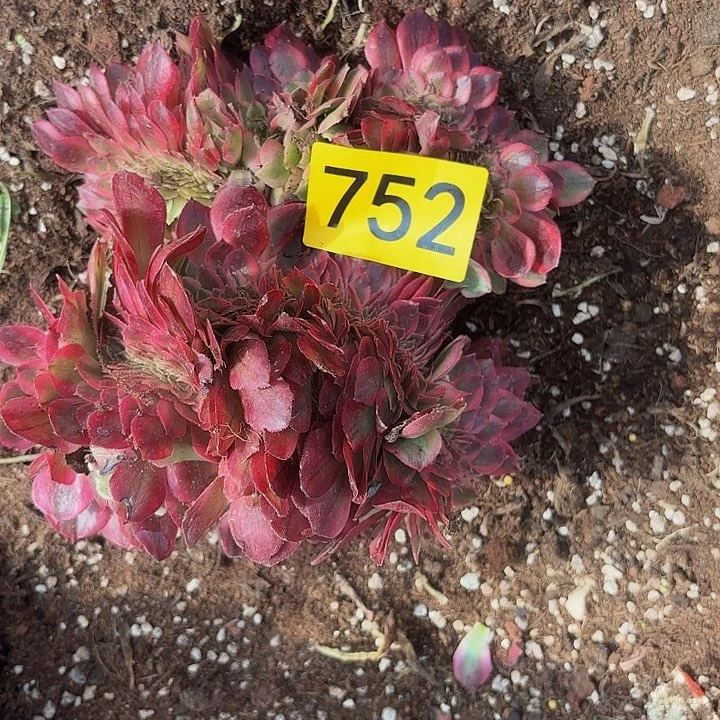 多肉植物倾城的752