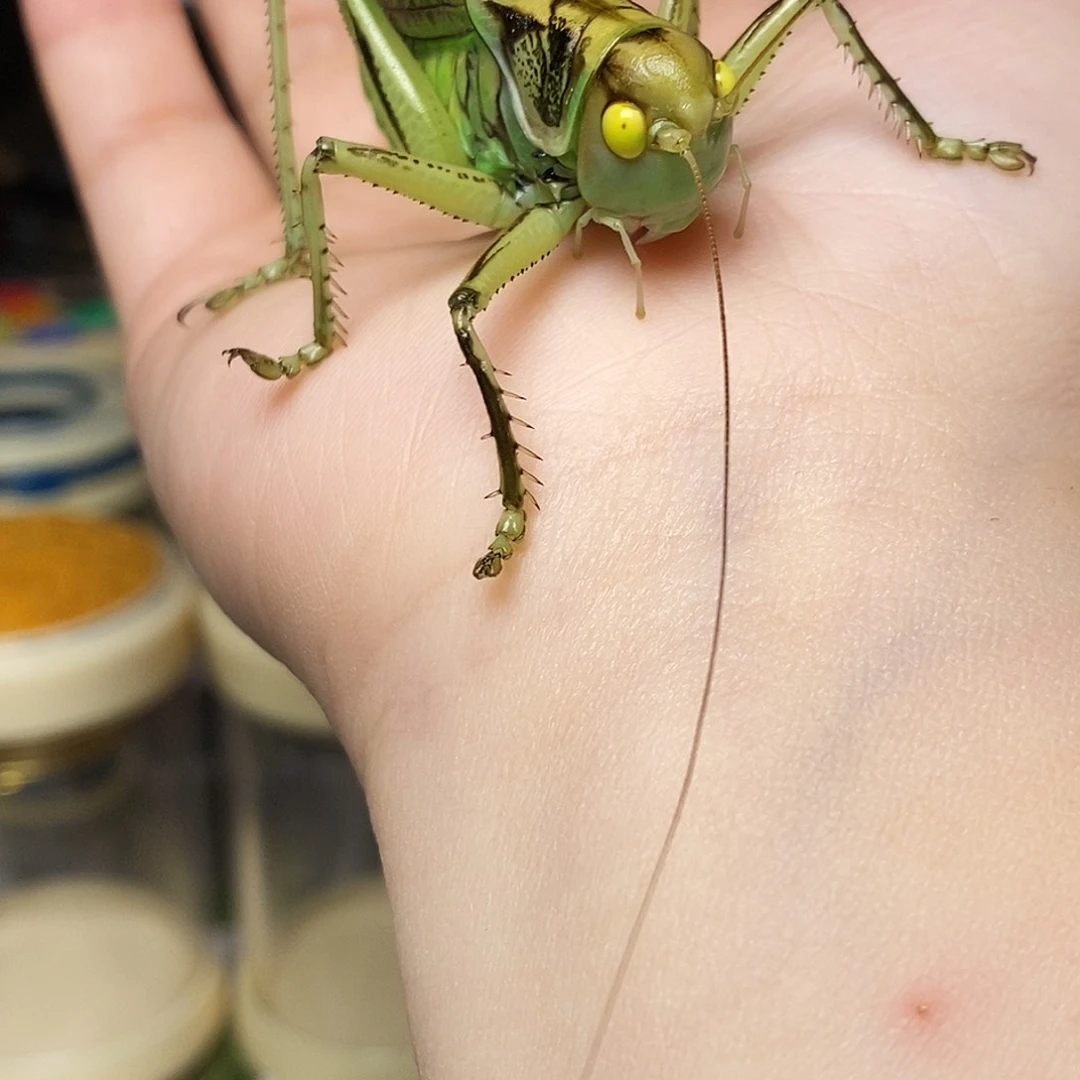 前抓断抓花黄金甲玉眼蝈蝈