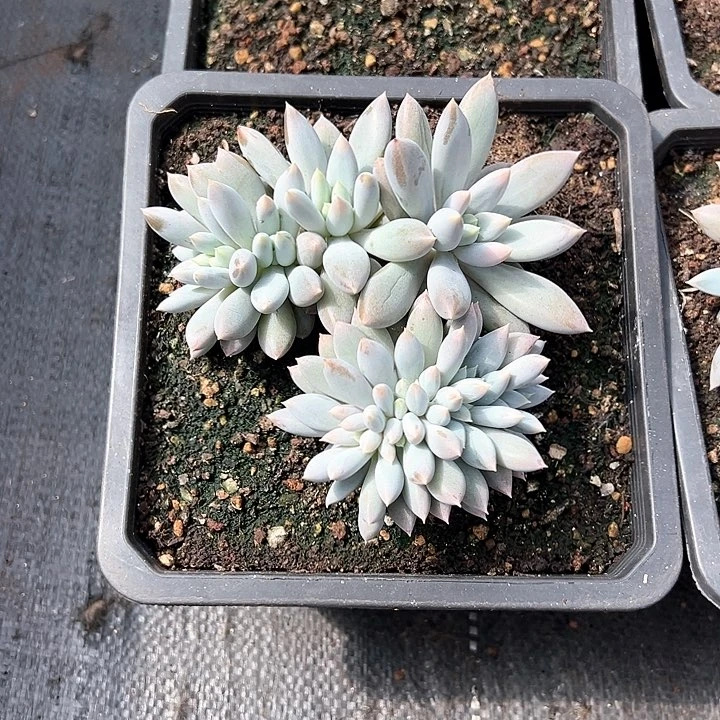 【闪购商品】览*尔哥特缀