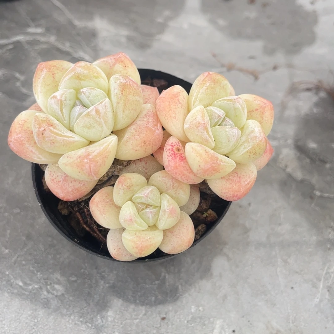 冰玉三头可选满35包邮