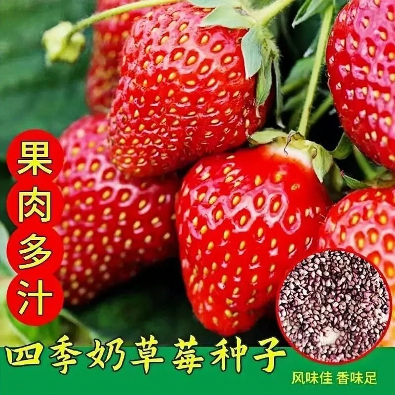 丹东奶油草莓种子对版香甜大果草莓易种阳台盆栽庭院种植水果种子