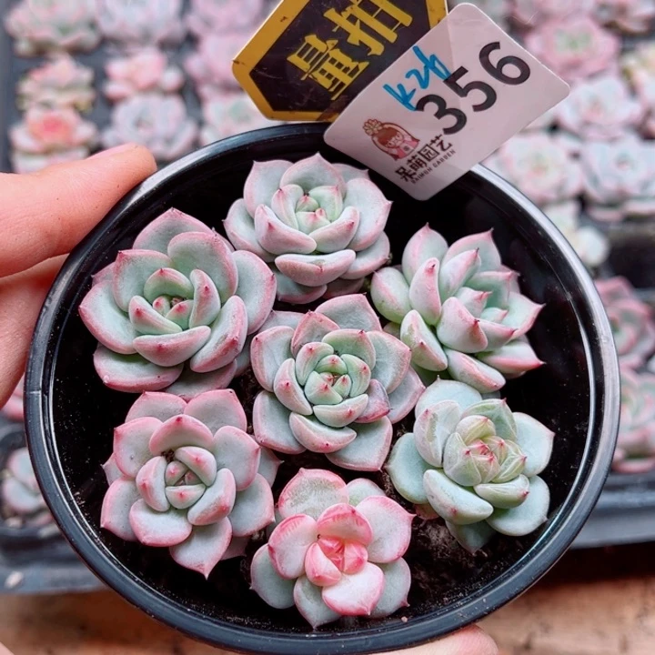 多肉植物多肉植物