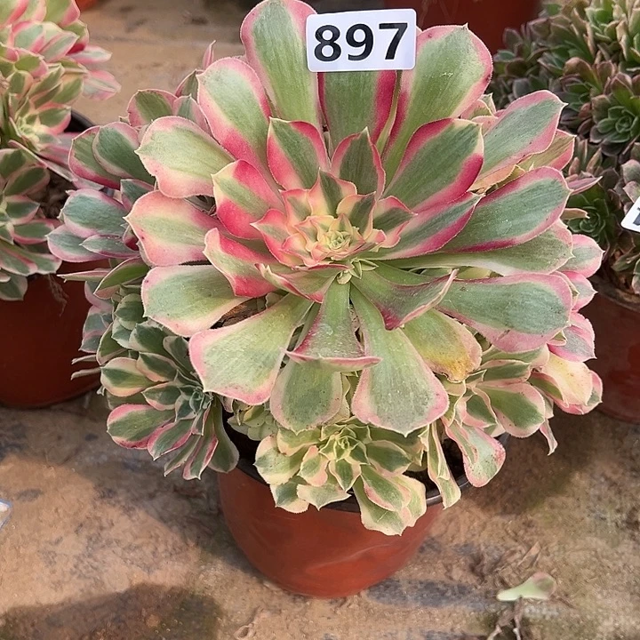 多肉植物布加迪897