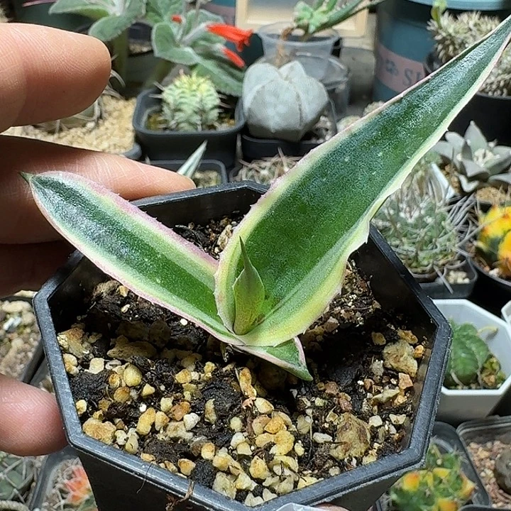 173万花筒龙舌兰带盆发货
