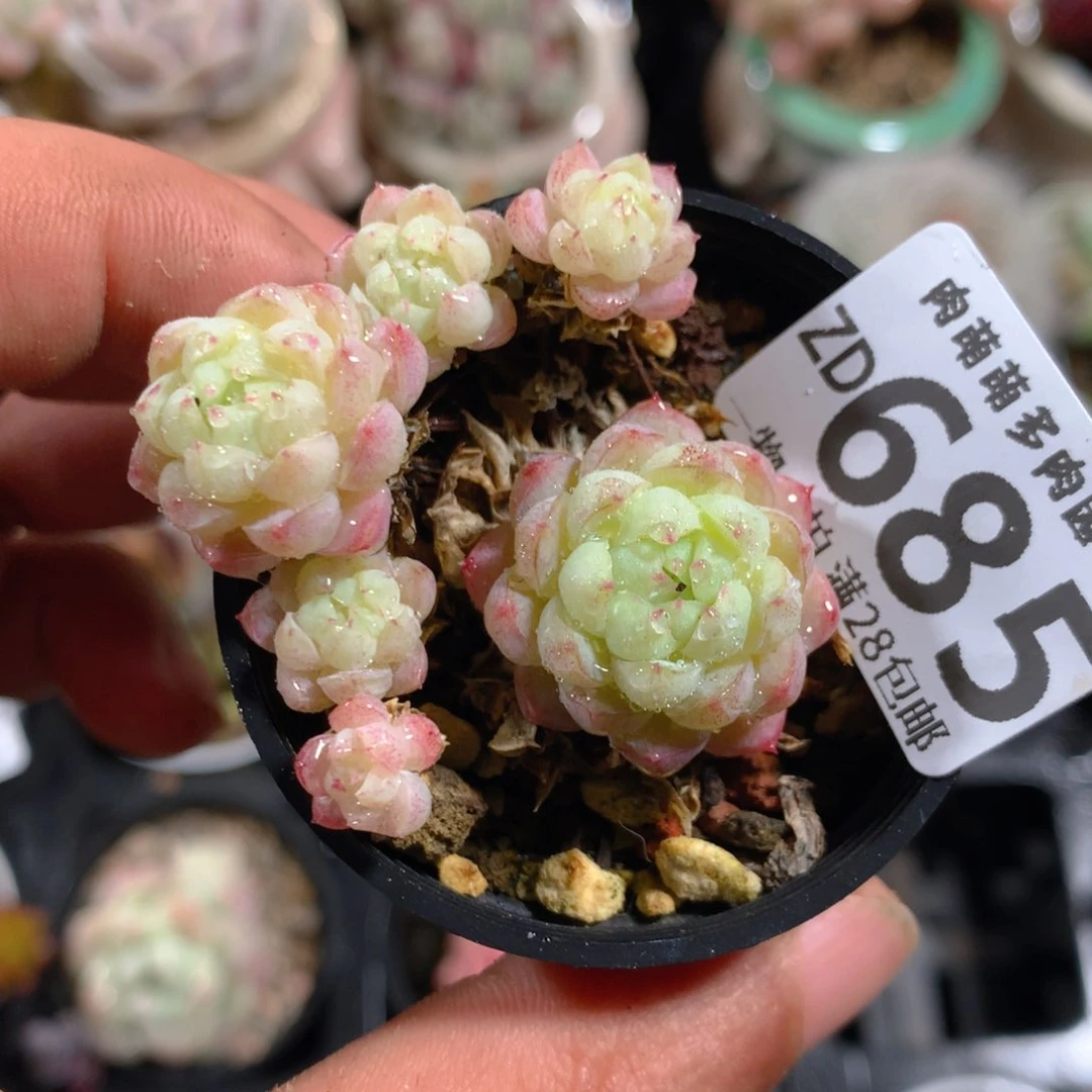 5CM拇指盆精控多肉ZD685