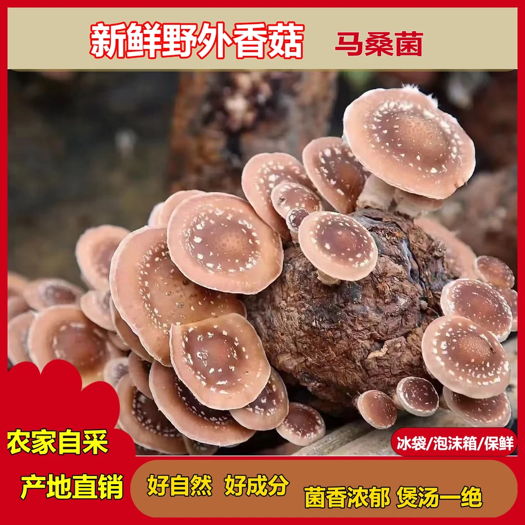 贵州新鲜野生香菇高原深山香蕈新鲜现摘小香菇菌马桑菌