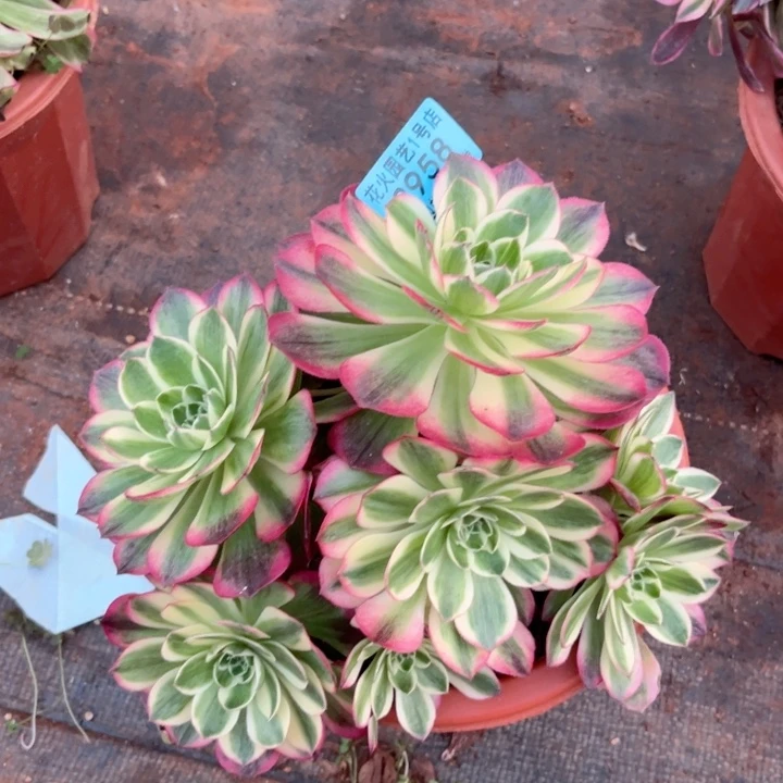 海王群3958多肉植物